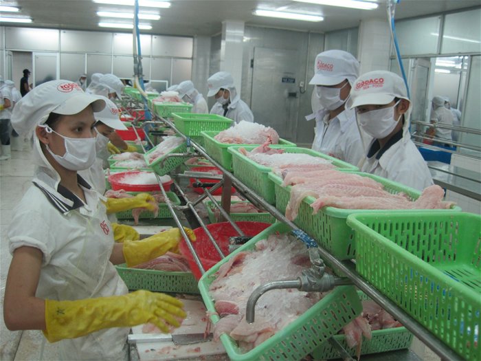 Đã có 60 cơ sở đủ điều kiện xuất khẩu cá da trơn vào Mỹ