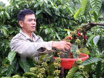 Cà phê Việt Nam đang tìm kiếm cơ hội tại thị trường Anh