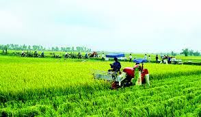 Đầu tư FDI vào nông nghiệp còn nhiều hạn chế