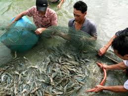 Sản lượng nuôi trồng thủy sản tháng 10 ước đạt 310 ngàn tấn
