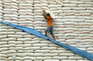 Xuất khẩu gạo tiếp tục sụt giảm