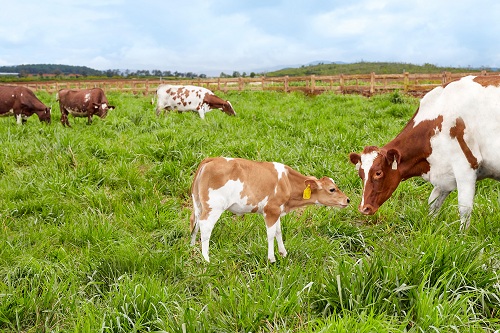 Vinamilk nhận chứng nhận trang trại bò sữa organic đạt chuẩn Châu Âu
