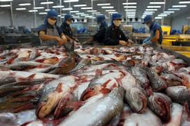 Giới hạn số doanh nghiệp Việt Nam được xuất khẩu cá tra sang Mỹ