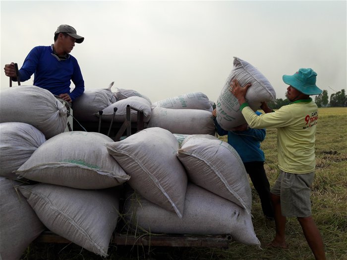 Xuất khẩu ảm đạm, thị trường lúa gạo vẫn sôi động