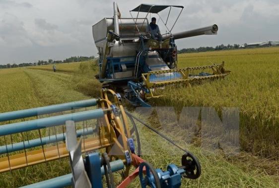 Thái Lan bán đấu giá gần 3 tấn gạo trong kho của chính phủ
