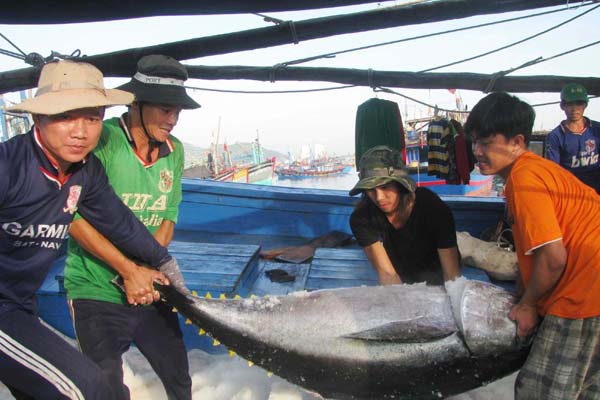 JICA hỗ trợ xây dựng mô hình chuỗi giá trị thủy sản tại Đà Nẵng