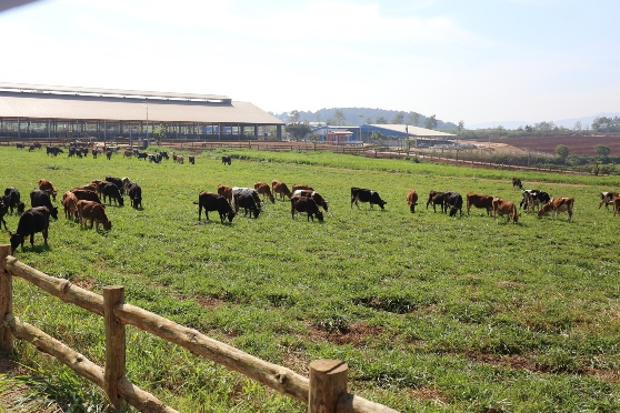 Vinamilk đưa trang trại bò sữa Organic đầu tiên đi vào hoạt động