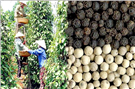 Bộ Công Thương gửi công hàm đề nghị Ấn Độ bãi bỏ việc tạm dừng nhập khẩu một số mặt hàng của Việt Nam