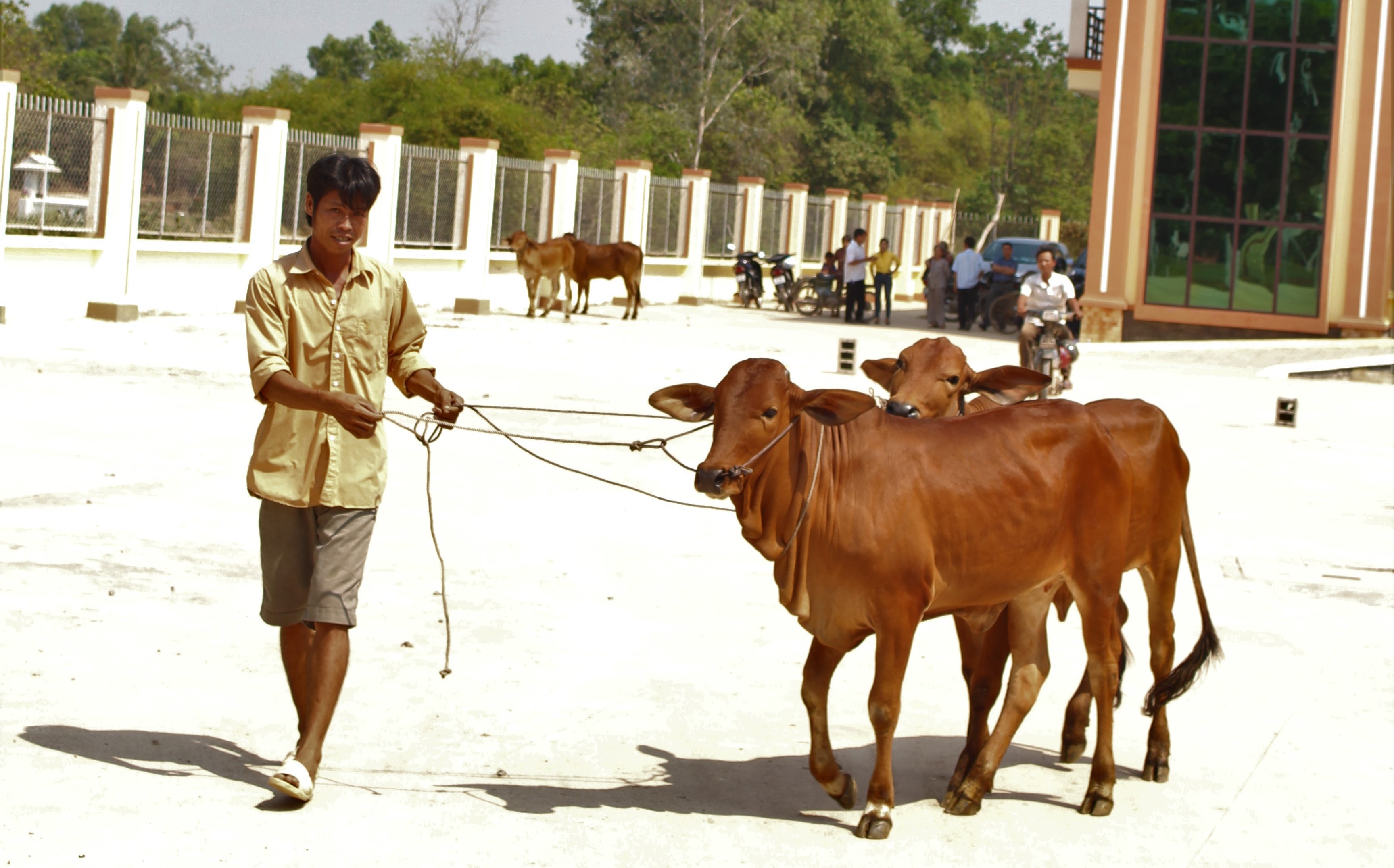 Masan Nutri-Science trao tặng 30 con bò giống cho người dân xã Lộc Giang - Long An