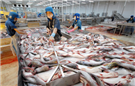Kết luận cuối cùng đợt rà soát thuế chống bán phá giá lần thứ 12 đối với cá tra - basa Việt Nam
