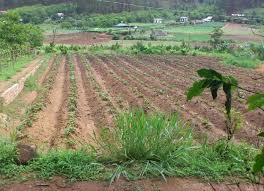 Sẽ miễn, giảm tiền sử dụng đất cho doanh nghiệp đầu tư vào nông nghiệp?