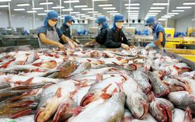 Xuất khẩu cá tra sang Trung Quốc tăng mạnh trong 3 tháng đầu năm