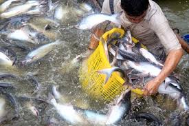Giá cá tra nguyên liệu tại Đồng bằng sông Cửu Long "hạ nhiệt"