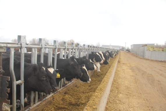 Vinamilk nhập hơn 2,000 con bò sữa cao sản từ Mỹ