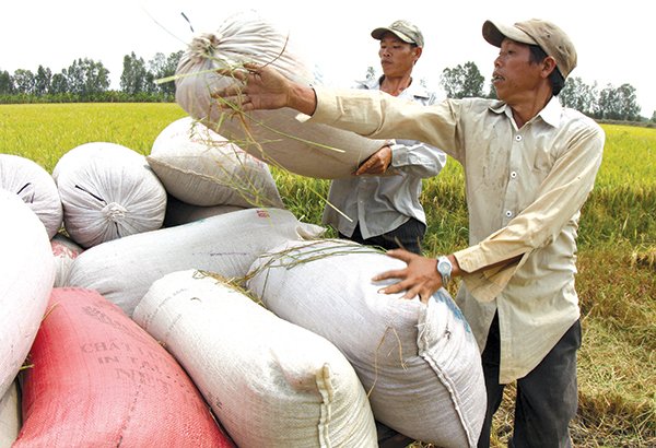 Xuất khẩu gạo: Còn nhiều ngộ nhận