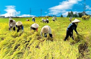 Phát triển doanh nghiệp nông nghiệp được lợi gì?