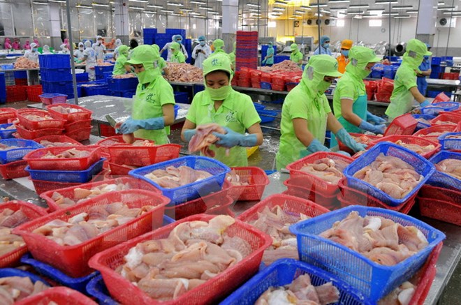Thêm nguy cơ khiến cá tra Việt Nam “mắc cạn” ở thị trường Hoa Kỳ