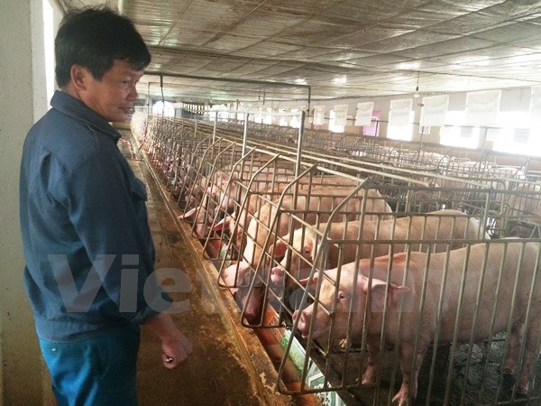 Giá thịt lợn hơi tăng từng giờ, nguồn cung lại khan hiếm ở nội địa?