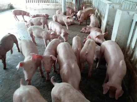 Giá lợn hơi phi mã: Nói người chăn nuôi “tăng đàn” là vội vã, hồ đồ