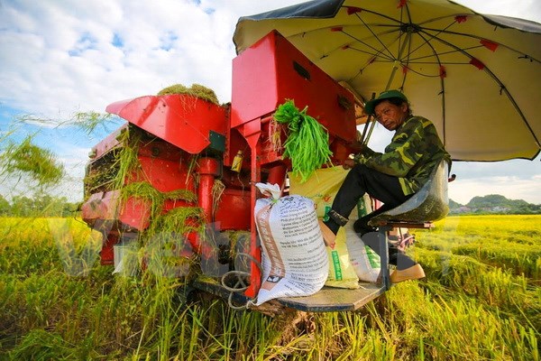 Philippines mở thầu nhập khẩu gạo: Doanh nghiệp Việt khó cạnh tranh