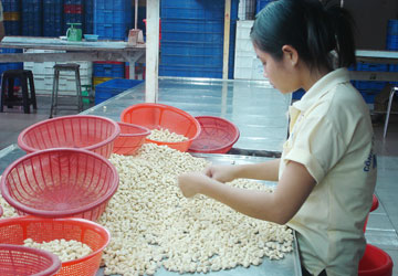 Chế biến hạt điều xuất khẩu ở Công ty TNHH Ninh Sơn, Bình Dương.