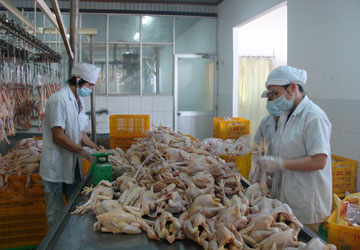 Công nhân đang làm việc tại trang trại của Công ty TNHH MTV Chăn nuôi Bình Minh (Đồng Nai). 