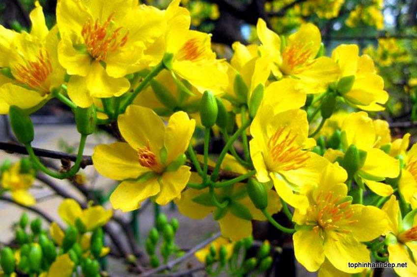 Hoa mai Tết là biểu tượng của ngày Tết tại Việt Nam. Hãy cùng đón xem bức hình về hoa mai Tết để cảm nhận tinh hoa của nền văn hóa truyền thống Việt Nam.