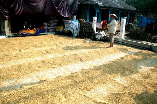 Xuất khẩu gạo phụ thuộc vào thị trường Trung Quốc