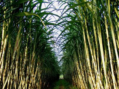 LSS: Đã chuẩn bị đối đầu ATIGA, lợi nhuận 2018 dự kiến vẫn đi ngang tại mức 125 tỷ đồng