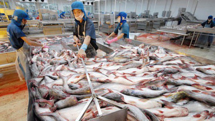 Trung Quốc vẫn là thị trường tiềm năng cho cá tra Việt Nam