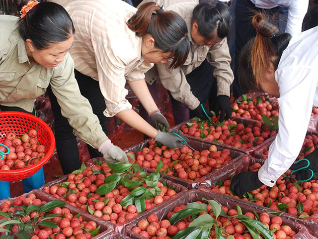 3.600 tỷ đồng rơi vào túi nông dân Bắc Giang nhờ vải thiều