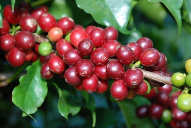 Giá nông sản hôm nay 13/9: Giá cà phê bất ngờ tăng mạnh, giá tiêu biến động nhẹ