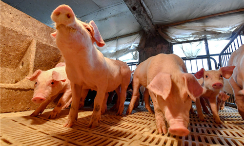 Dừng nhập khẩu thịt lợn từ nhiều quốc gia có dịch tả châu Phi