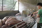 Phạt nặng hành vi sử dụng chất cấm trong chăn nuôi