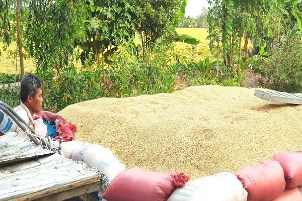 Sau Tết, giá lúa gạo nội địa tiếp tục lao dốc