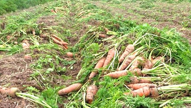 “Mở hàng” đầu năm bằng… “giải cứu” cà rốt