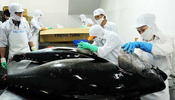 Xuất khẩu cá ngừ: Nhiều trở ngại trên đường tới mốc 1 tỷ USD