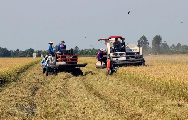 Nam Bộ sẽ chuyển đổi trên 126.000ha đất lúa kém hiệu quả