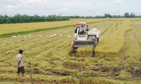 Trung Quốc giảm mua 20%, gạo Việt vẫn còn nhiều chợ mới - Ảnh 1.