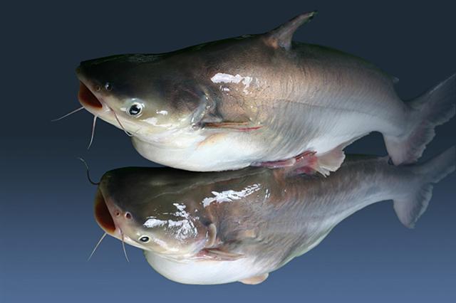 Giá cá tra giống và nguyên liệu giảm mạnh