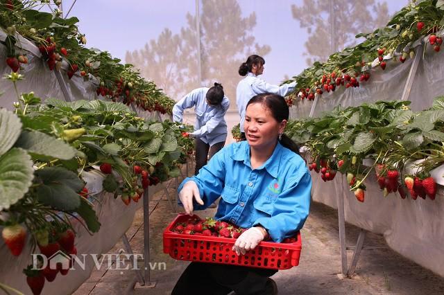 Liên kết sản xuất, lợi nhuận gấp đôi, nông dân Lâm Đồng vẫn ngại hình ảnh 4