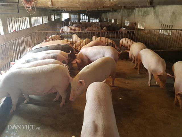 Giá heo hơi hôm nay 9/9: Chợ đầu mối bán vèo vèo, dự báo 'bùng nổ' dịp tết? hình ảnh 2