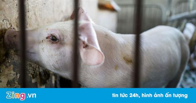 "Quá đắt, quá đắt, quá là đắt!" - Trung Quốc giữa khủng hoảng thịt lợn