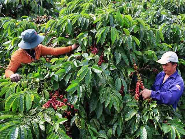 Vì sao xuất khẩu cà phê liên tục “tụt dốc” trong năm 2019? hình ảnh 1