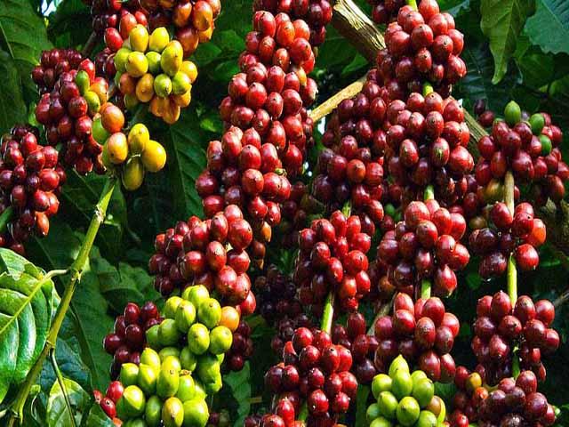Vì sao xuất khẩu cà phê liên tục “tụt dốc” trong năm 2019? hình ảnh 2