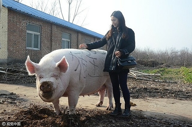 Trung Quốc phát triển "lợn khổng lồ"