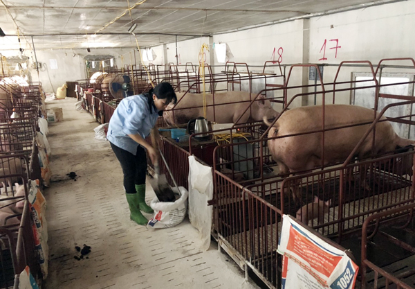 Giá heo hơi hôm nay 11/10: Bắc 'nổ' 67.000 đồng/kg, Nam tiến sát hình ảnh 2