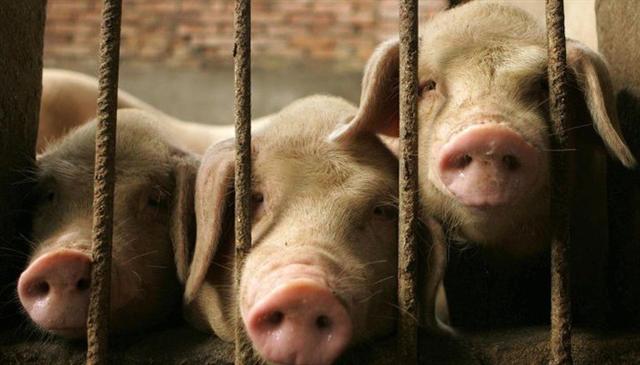 Giá thịt lợn ở Trung Quốc tăng gần 70%, lạm phát lên cao nhất 6 năm