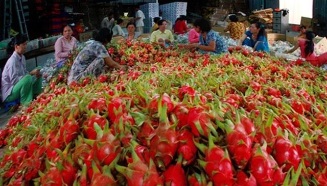 Xuất khẩu rau quả sang Lào, Hồng Kông tăng đột biến