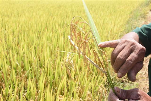 Kon Tum: Nông dân khóc ròng vì gặt toàn lúa lép, nguy cơ mất trắng hình ảnh 2